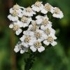 yarrow (Achillea millefolium) Cickafarkfű nélkül nem is lenne a hajcseppünk alkalmas hajritkulás ellen