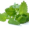 plant-1567360_1920 A képen egy egyszerű citromfű egy steril háttérrel, szépen megvilágítva